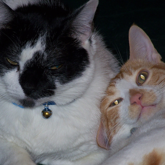 Meet your Posher, Mark - Picture 1 of 2